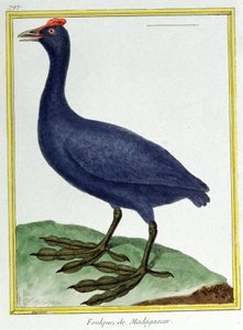 Vitenskap. zoologi. Rød knott tulling (fra Madagaskar). Gravering av Francois Nicolas Martinet i: Natural History of Birds, av Georges Louis Leclerc de Buffon, Frankrike, ca. 1777 (fargegravering) av Francois Nicolas Martinet