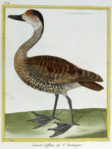 Vitenskap. zoologi. Piker fra Santo Domingo. Gravering av Francois Nicolas Martinet i: Natural History of Birds, av Georges Louis Leclerc de Buffon, Frankrike, ca. 1777 (fargegravering) av Francois Nicolas Martinet