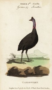 Sørlig kasuar, Casuarius casuarius av Francois Nicolas Martinet