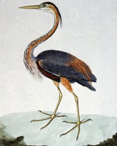 Den lilla hegre av Francois Nicolas Martinet