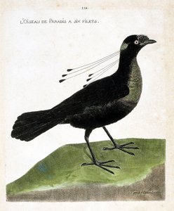 Zoologisk bord (ornitologi): paradisfuglen har seks garn (wahnes paradis eller wahnesi patoria). Illustrasjon i "Fuglenes historie, malt i deres utseende og følsomme aspekter" av Francois Nicolas Martinet (1731-1800). Privat samling. av Francois Nicolas Martinet