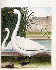 Zoologisk bord (ornitologi): foran: svanen og bak dens hunn (knollsvane eller cygnus olor). Illustrasjon i "Fuglenes historie, malt i deres utseende og følsomme aspekter" av Francois Nicolas Martinet (1731-1800). Privat samling. av Francois Nicolas Martinet