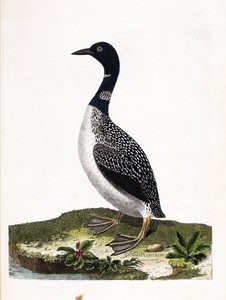 Zoologisk bord (ornitologi): det store flekkdykket (imstranddykking eller gavia immer). Illustrasjon i "Fuglenes historie, malt i deres utseende og følsomme aspekter" av Francois Nicolas Martinet (1731-1800). Privat samling. av Francois Nicolas Martinet