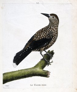 Zoological board (ornithology): the nutcracker (fly nut or nucifraga caryocatacts) on a branch. Illustration in “The History of the Birds, Painted in Their Appearing and Sensitive Aspects” by Francois Nicolas Martinet (1731-1800). Private collection. av Francois Nicolas Martinet