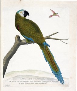 Zoologisk kart (ornitologi): Amerikanske grønne aras (Ara vert eller ara severa) på en gren. Illustrasjon i "Fuglenes historie, malt i deres utseende og følsomme aspekter" av Francois Nicolas Martinet (1731-1800). Privat samling. av Francois Nicolas Martinet