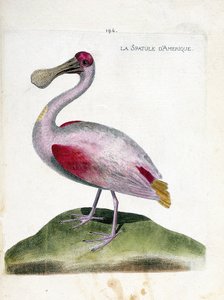 Zoologisk kart (ornitologi): Amerikansk spatel (rosa spatel eller platalea ajaja). Illustrasjon i "Fuglenes historie, malt i deres utseende og følsomme aspekter" av Francois Nicolas Martinet (1731-1800). Privat samling. av Francois Nicolas Martinet