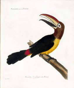 Zoologisk kart (ornitologi): Aracaris, vulgly toucan (grønn aracari eller pteroglossus viridis) av Francois Nicolas Martinet