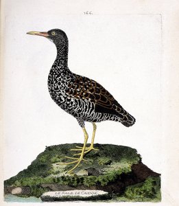 Zoologisk kart (ornitologi): Caiennes rale (flekk rale eller pardirallus maculatus). Illustrasjon i "Fuglenes historie, malt i deres utseende og følsomme aspekter" av Francois Nicolas Martinet (1731-1800). Privat samling. av Francois Nicolas Martinet