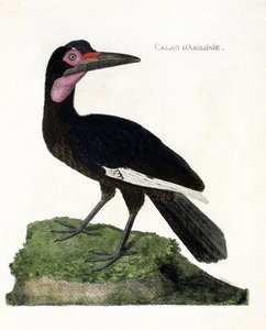 Zoologisk kart (ornitologi): Calao d