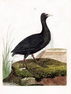 Zoological chart (ornithology): Coot or Moselle (Macroule cot or fulica atra). Illustration in “The History of the Birds, Painted in Their Appearing and Sensitive Aspects” by Francois Nicolas Martinet (1731-1800). Private collection. av Francois Nicolas Martinet