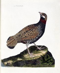 Zoologisk kart (ornitologi): Francolin (francolin noir eller francolinus francolinus). Illustrasjon i "Fuglenes historie, malt i deres utseende og følsomme aspekter" av Francois Nicolas Martinet (1731-1800). Privat samling. av Francois Nicolas Martinet