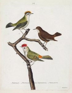 Zoologisk kart (ornitologi). Fra topp til bunn: roitelet (trippel bandasje eller regulus ignicapilla), troglodyte (søt troglodyte eller troglodyte) og roitelet av hottentots (rubinkrone) på en gren. Illustrasjon i «Fuglenes historie, malt i Thei av Francois Nicolas Martinet