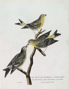 Zoologisk kart (ornitologi): Fra topp til bunn: serin du Roussillon (serin Cini eller serinus serinus) på en gren, serin de provence (venturon montagnard eller serinus citrinella) og andre serin de provence. Illustrasjon i "The History of the Birds, S av Francois Nicolas Martinet