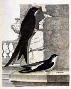 Zoologisk kart (ornitologi): Stor Swift (Black Swift eller apus apus) og Small Swift (Vindusvale eller Urbica Delichon). Illustrasjon i "Fuglenes historie, malt i deres utseende og følsomme aspekter" av Francois Nicolas Martinet (1731-1800) av Francois Nicolas Martinet