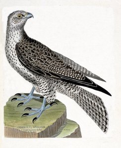 Zoologisk kart (ornitologi): Islandsk gerfault (gerfaut falk eller falco rusticolus). Illustrasjon i "Fuglenes historie, malt i deres utseende og følsomme aspekter" av Francois Nicolas Martinet (1731-1800). Privat samling. av Francois Nicolas Martinet