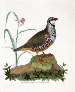 Zoologisk kart (ornitologi): La rapphøne rouge de France, hann (rød rapphøne eller alectoris rufa). Illustrasjon i "Fuglenes historie, malt i deres utseende og følsomme aspekter" av Francois Nicolas Martinet (1731-1800). Privat samling. av Francois Nicolas Martinet