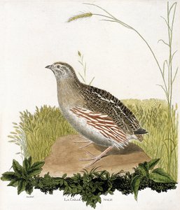 Zoologisk kart (ornitologi): Hannvaktel (ble quail eller coturnix coturnix). Illustrasjon i "Fuglenes historie, malt i deres utseende og følsomme aspekter" av Francois Nicolas Martinet (1731-1800). Privat samling. av Francois Nicolas Martinet