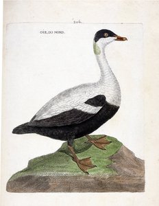Zoologisk kart (ornitologi): Nordgås eller ærfugl (Eider en dyne eller somateria mollissima). Illustrasjon i "Fuglenes historie, malt i deres utseende og følsomme aspekter" av Francois Nicolas Martinet (1731-1800). Privat samling. av Francois Nicolas Martinet