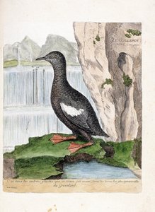 Zoologisk kart (ornitologi): Stripet Murrelet (Mirrelet eller Cepphus rutenett). Illustrasjon i "Fuglenes historie, malt i deres utseende og følsomme aspekter" av Francois Nicolas Martinet (1731-1800). Privat samling. av Francois Nicolas Martinet