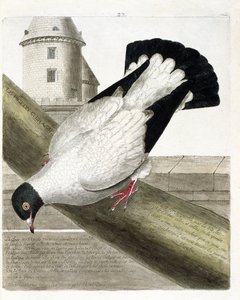 Zoologisk kart (ornitologi): Slagskipduen (columba livia). Illustrasjon i "Fuglenes historie, malt i deres utseende og følsomme aspekter" av Francois Nicolas Martinet (1731-1800). Privat samling. av Francois Nicolas Martinet