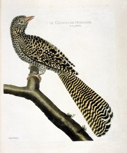 Zoologisk kart (ornitologi): Gjøken til Mindanao (kjølgjøk eller Eudynamys scolopacea) på en gren. Illustrasjon i "Fuglenes historie, malt i deres utseende og følsomme aspekter" av Francois Nicolas Martinet (1731-1800). Privat samle av Francois Nicolas Martinet