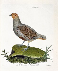 Zoologisk kart (ornitologi): Frankrikes grå rapphøne, hann (grå rapphøne eller rapphøne). Illustrasjon i "Fuglenes historie, malt i deres utseende og følsomme aspekter" av Francois Nicolas Martinet (1731-1800). Privat samling. av Francois Nicolas Martinet