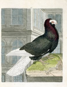Zoologisk kart (ornitologi): Nonan- eller capuchone-duen (dvergdue eller columba livia). Illustrasjon i "Fuglenes historie, malt i deres utseende og følsomme aspekter" av Francois Nicolas Martinet (1731-1800). Privat samling. av Francois Nicolas Martinet
