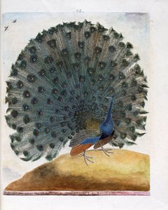 Zoologisk kart (ornitologi): Påfuglen som lager hjulet (blå påfugl eller Pavo cristatus). Illustrasjon i "Fuglenes historie, malt i deres utseende og følsomme aspekter" av Francois Nicolas Martinet (1731-1800). Privat samling. av Francois Nicolas Martinet