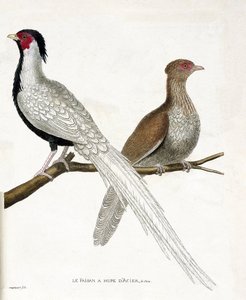 Zoologisk kart (ornitologi): Fasanen har en kinesisk stålhupe og hunnen (sølvfasan eller Lophura nycthemera) på en gren. Illustrasjon i "Fuglenes historie, malt i deres utseende og følsomme aspekter" av Francois Nicolas Marti av Francois Nicolas Martinet