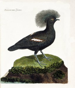 Zoologisk kart (ornitologi): Fasanen i India (goura krone eller goura cristata). Illustrasjon i "Fuglenes historie, malt i deres utseende og følsomme aspekter" av Francois Nicolas Martinet (1731-1800). Privat samling. av Francois Nicolas Martinet