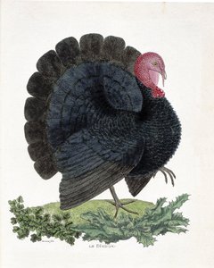 Zoologisk kart (ornitologi): Tyrkia (tam kalkun eller Melaeagris gallopavo). Illustrasjon i "Fuglenes historie, malt i deres utseende og følsomme aspekter" av Francois Nicolas Martinet (1731-1800) (gravering) av Francois Nicolas Martinet