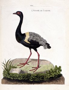 Zoologisk kart (ornitologi): caienne agami (trompetagami eller psophia crepitans). Illustrasjon i "Fuglenes historie, malt i deres utseende og følsomme aspekter" av Francois Nicolas Martinet (1731-1800). Privat samling. av Francois Nicolas Martinet