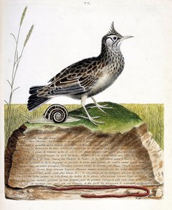 Zoologisk kart (ornitologi): cochevis (cochevis huppe eller Galerida cristata). Illustrasjon i "Fuglenes historie, malt i deres utseende og følsomme aspekter" av Francois Nicolas Martinet (1731-1800). Privat samling. av Francois Nicolas Martinet