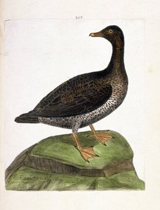 Zoologisk kart (ornitologi): hunnærfugl (ærfugl, dun eller somateria mollissima). Illustrasjon i "Fuglenes historie, malt i deres utseende og følsomme aspekter" av Francois Nicolas Martinet (1731-1800). Privat samling. av Francois Nicolas Martinet