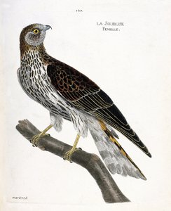 Zoologisk kart (ornitologi): kvinnelig soubuse (busard saint martin eller circus cyaneus) på en gren. Illustrasjon i "Fuglenes historie, malt i deres utseende og følsomme aspekter" av Francois Nicolas Martinet (1731-1800). Privat samling. av Francois Nicolas Martinet