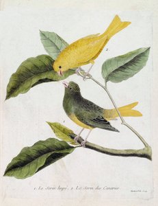 Zoological chart (ornithology): from bottom to top: The serin hupe (serin des canaries or serinus canaria) and the serin des canaries on a branch. Illustration in “The History of the Birds, Painted in Their Appearing and Sensitive Aspects” by Francois Nico