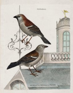 Zoologisk kart (ornitologi): fra topp til bunn: Spurv og hunn av spurven i Frankrike (tamspurv eller pass domesticus). Illustrasjon i "Fuglenes historie, malt i deres utseende og følsomme aspekter" av Francois Nicolas Martinet av Francois Nicolas Martinet