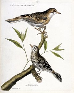 Zoologisk kart (ornitologi): fra topp til bunn: myrlerken (pipit rousseline eller anthus campestris) og cujelier (pipit farlouse eller anthus pratensis) på en gren. Illustrasjon i "Fuglenes historie, malt i deres utseende og følsomhet av Francois Nicolas Martinet