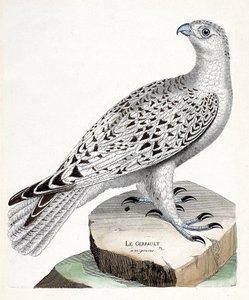 Zoologisk kart (ornitologi): gerfault (gerfaut falk eller falco rusticolus). Illustrasjon i "Fuglenes historie, malt i deres utseende og følsomme aspekter" av Francois Nicolas Martinet (1731-1800). Privat samling. av Francois Nicolas Martinet