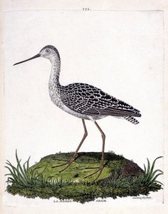 Zoological chart (ornithology): grey barge (red barge or limosa lapponica). Illustration in “The History of the Birds, Painted in Their Appearing and Sensitive Aspects” by Francois Nicolas Martinet (1731-1800). Private collection. av Francois Nicolas Martinet
