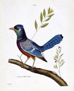 Zoologisk kart (ornitologi): siam jay hann (blue jay eller cyanocitta cristata) på en gren. Illustrasjon i "Fuglenes historie, malt i deres utseende og følsomme aspekter" av Francois Nicolas Martinet (1731-1800). Privat samling. av Francois Nicolas Martinet