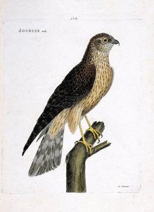 Zoologisk kart (ornitologi): mannlig soubuse (busard saint martin eller circus cyaneus) på en gren. Illustrasjon i "Fuglenes historie, malt i deres utseende og følsomme aspekter" av Francois Nicolas Martinet (1731-1800). Privat samling. av Francois Nicolas Martinet