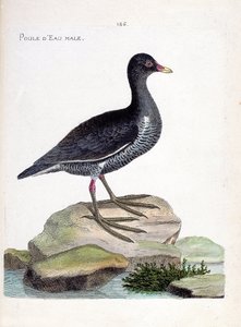 Zoologisk kart (ornitologi): hannvann (vannhøne eller gallinula chloropus). Illustrasjon i "Fuglenes historie, malt i deres utseende og følsomme aspekter" av Francois Nicolas Martinet (1731-1800). Privat samling. av Francois Nicolas Martinet