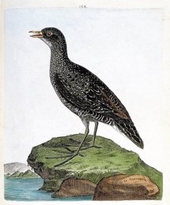 Zoologisk kart (ornitologi): marouette (flekkmarouett eller porzana porzana). Illustrasjon i "Fuglenes historie, malt i deres utseende og følsomme aspekter" av Francois Nicolas Martinet (1731-1800). Privat samling. av Francois Nicolas Martinet