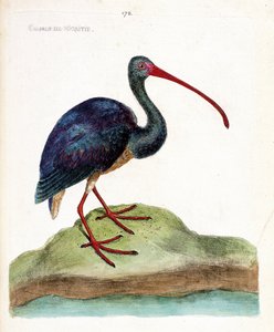 Zoologisk kart (ornitologi): nigritie