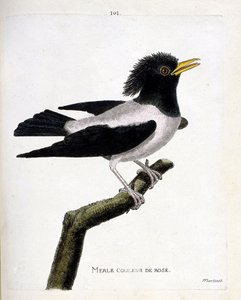 Zoologisk kart (ornitologi): rosa svarttrost (rødstær eller sturnus roseus) på en gren. Illustrasjon i "Fuglenes historie, malt i deres utseende og følsomme aspekter" av Francois Nicolas Martinet (1731-1800). Privat samling. av Francois Nicolas Martinet