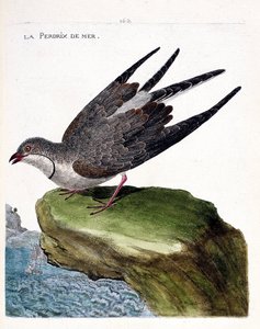 Zoologisk kart (ornitologi): sjørapphøne (glareole et halskjede eller glareola pratincola). Illustrasjon i "Fuglenes historie, malt i deres utseende og følsomme aspekter" av Francois Nicolas Martinet (1731-1800). Privat samling. av Francois Nicolas Martinet