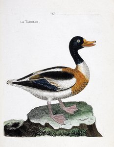 Zoological chart (ornithology): tadorne (tadorne de belon or tadorna tadorna). Illustration in “The History of the Birds, Painted in Their Appearing and Sensitive Aspects” by Francois Nicolas Martinet (1731-1800). Private collection. av Francois Nicolas Martinet