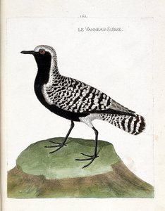 Zoologisk kart (ornitologi): det sveitsiske lammet (sølvhøne eller pluvialis squatarola). Illustrasjon i "Fuglenes historie, malt i deres utseende og følsomme aspekter" av Francois Nicolas Martinet (1731-1800). Privat samling. av Francois Nicolas Martinet
