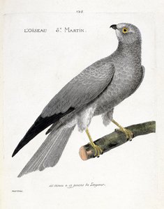 Zoologisk kart (ornitologi): fuglen saint martin (busard saint martin eller circus cyaneus) på en gren. Illustrasjon i "Fuglenes historie, malt i deres utseende og følsomme aspekter" av Francois Nicolas Martinet (1731-1800). Privat samling av Francois Nicolas Martinet